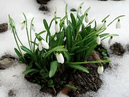 Galanthus nivalis, secretele houseplants în creștere