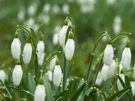 Galanthus nivalis, secretele houseplants în creștere