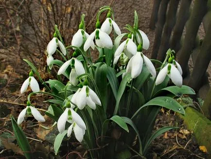 Galanthus nivalis, secretele houseplants în creștere