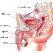 masaj de prostata este de a crește potența