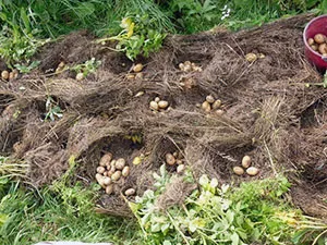 Засаждане на картофи в Урал - правилата, съвети и видео тайните