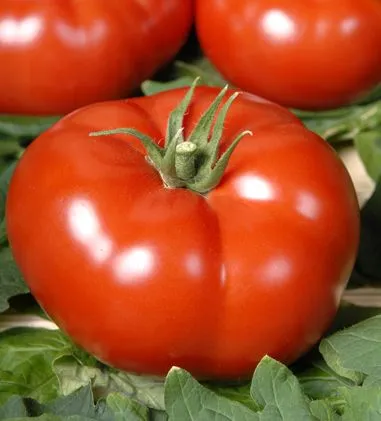 Това е време, за да засадят домати