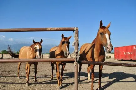 Порода Карабах - на кон, коняри,