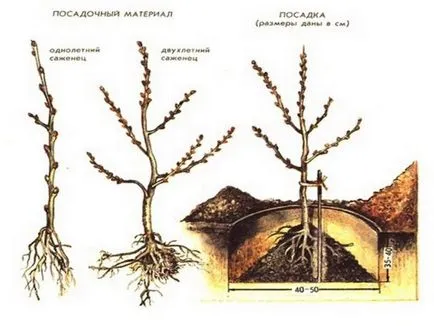 Plantarea și cătină tăierea mare, în primăvară, când, cum și în cazul în care pentru a pune schema pentru incepatori, schimbare, fotografie,