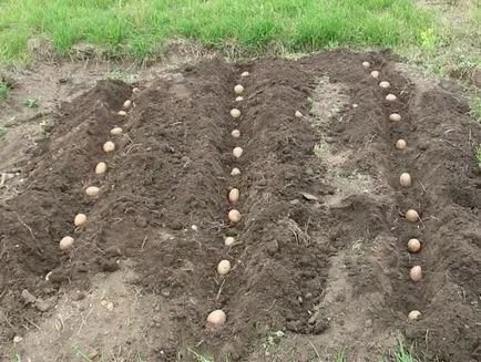 Засаждане на картофи в Урал как да