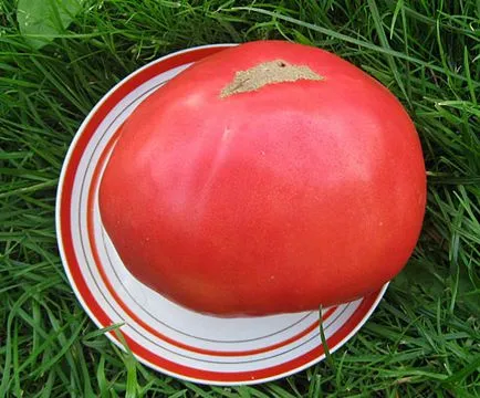 Este timpul pentru a planta tomate