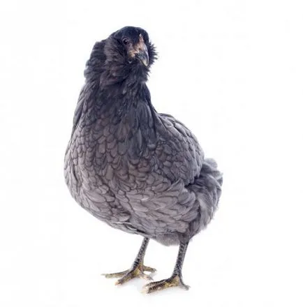 Порода Araucana пилета описание, снимки, описание на