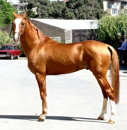 Порода Карабах - на кон, коняри,