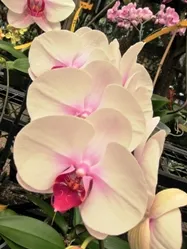 Красива и загадъчна орхидея