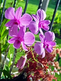 Gyönyörű és titokzatos orchidea