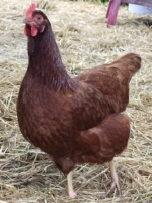 Előnyök és hasznok csirkék Rhode Island
