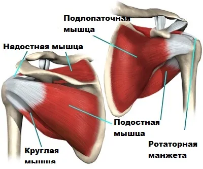 Slap kárt a labrum a vállízület