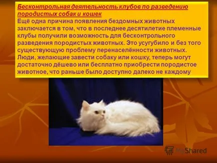 Prezentarea pe problema pisicilor fără stăpân în autori ai României Rysaev Danilov, Khoroshilova Anastasia