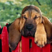 Bloodhound - всичко за породата, история порода, лечение, хранене, Bloodhound кученца