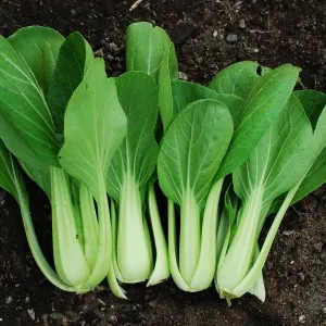 Bok Choy (pak choi), avantaje și prejudicii pentru sănătate, produse alimentare și de sănătate