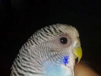 Boala de ochi în budgies