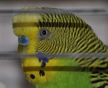 Boala de ochi în budgies