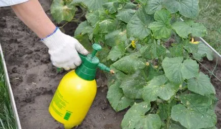 acid boric ca un spray pentru plante cucurbitacee