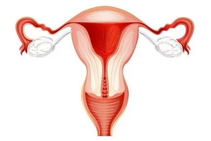 Cauze, simptome, diagnostic și tratament al ocluziei tubare