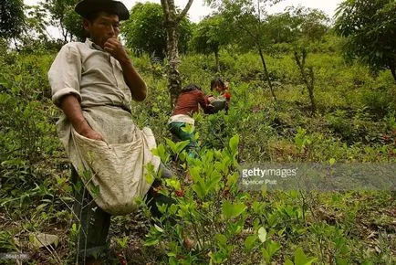 Професия - cocaleros като Боливийската селяните растат храсти кока