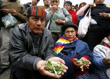 Foglalkozás - cocaleros a bolíviai parasztok nőnek coca bokrok