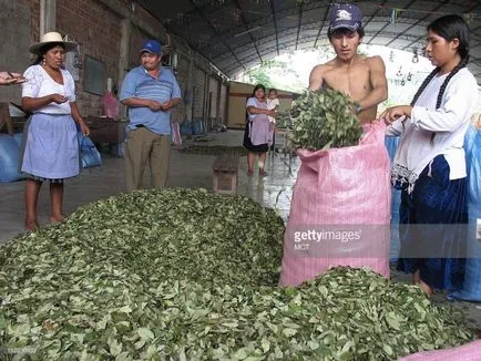 Foglalkozás - cocaleros a bolíviai parasztok nőnek coca bokrok