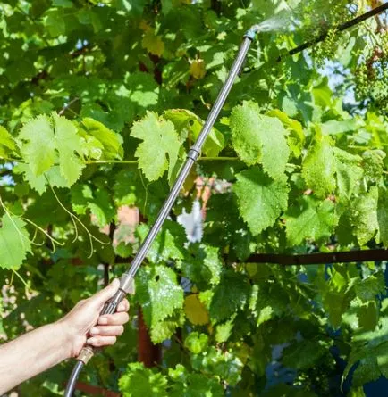 Tratamentul profilactic al strugurilor - decât atunci când cum ar fi, în grădină ()