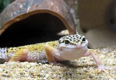 eublepharis pătate (Gecko leopard)