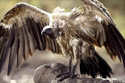 Bird Vulture leírás és képek