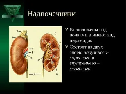 Simptome adrenal cancer si de tratament