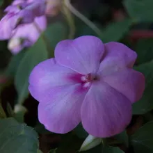 Impatiens növényi ültetés, gondozás, termesztés otthon, szabadban, fényképe és neve