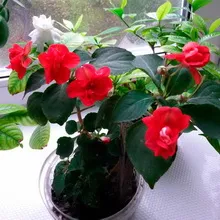 Impatiens növényi ültetés, gondozás, termesztés otthon, szabadban, fényképe és neve