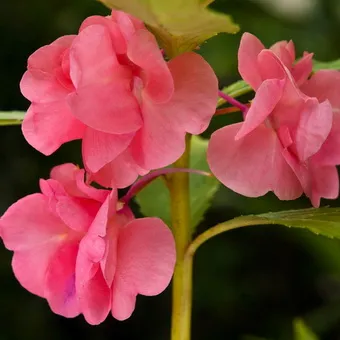 Impatiens növényi ültetés, gondozás, termesztés otthon, szabadban, fényképe és neve