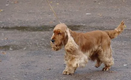 Diferența dintre tipurile de spaniel