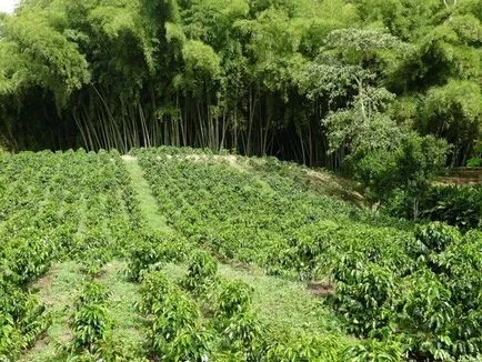 Plant koka meztelen igazság, magmens