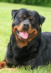 descriere rasa Rottweiler, de îngrijire și de sănătate caracteristici, fotografii