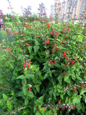 Salvia világos vörös fajták, egyre nagyobb a mag