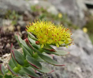 Rhodiola Rosea proprietăți medicinale și contraindicații