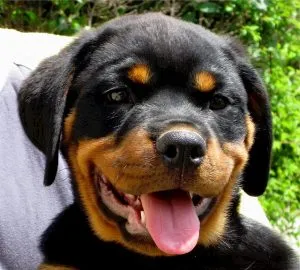 descriere rasa Rottweiler, de îngrijire și de sănătate caracteristici, fotografii