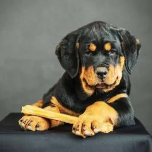 descriere rasa Rottweiler, de îngrijire și de sănătate caracteristici, fotografii