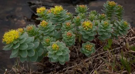 Rhodiola Rosea proprietăți medicinale și contraindicații