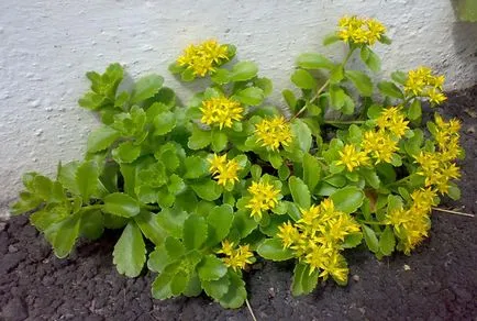 Rhodiola Rosea proprietăți medicinale și contraindicații