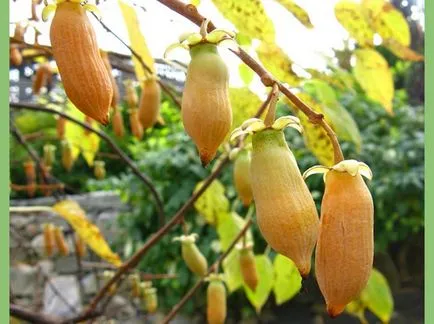 arbuști Garden bace, fotografia și numele