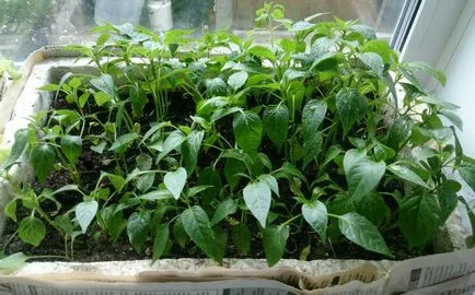 Mit lehet ültetni paprika az üvegházban - válasszon egy szomszéd