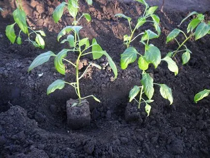 Mit lehet ültetni paprika az üvegházban - válasszon egy szomszéd