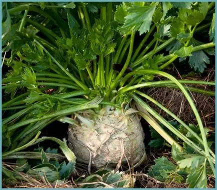 Целина корен, листа и стъбълце засаждане и грижи в открито поле, особено нарастващата