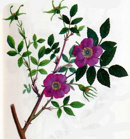 Rosa majalis vagy fahéj - rosa majális herrm