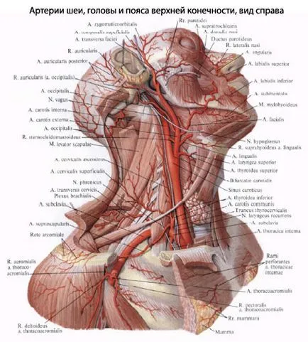 gât uman, gât anatomie, structura, funcții, imagini, EUROLAB