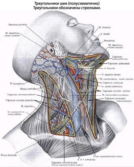 човешката врата, анатомия на шията, структура, функции, снимки, EUROLAB