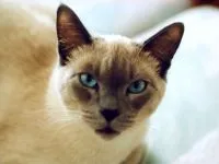 Sziámi macska, egy sziámi macska, hogy készítsen egy fotókiállítás karrier, Siam felkészülés a kiállítás,